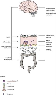 Gut Microbiota in Depression: A Focus on Ketamine